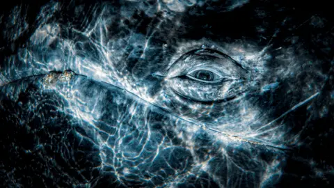 Rafael Fernandez Caballero/UPY2024 A close up of a grey whale's eye
