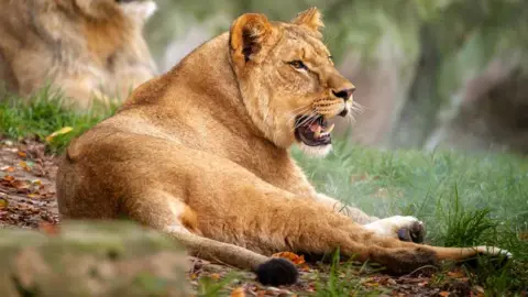 Antwerp Zoo Lioness, Waka