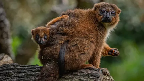 Chester Zoo Red-bellied lemur baby and mother