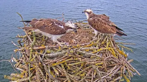 Ospreys in their nest at Rutland Water