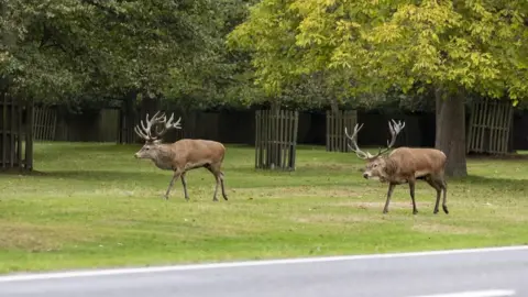 Royal Parks Deer parallel walking