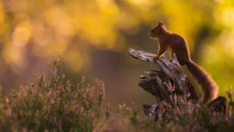 Getty Images Red squirrel in Cairngorms