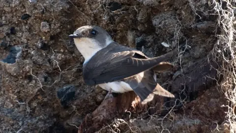 Sandmartin