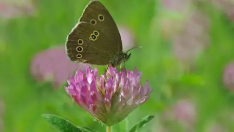 Tim Melling/Butterfly Conservation Ringlet butterfly