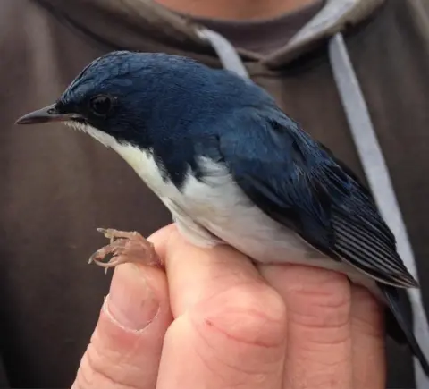 Bryony Baker/North Ronaldsay Bird Observatory Siberian blue robin