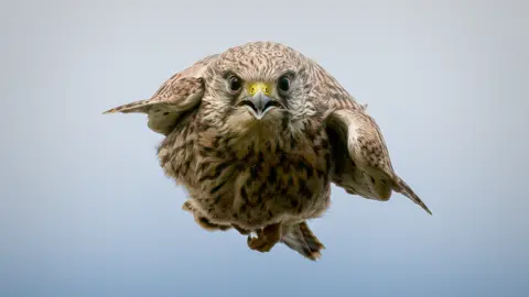 Andy Maher Kestrel in a stoop