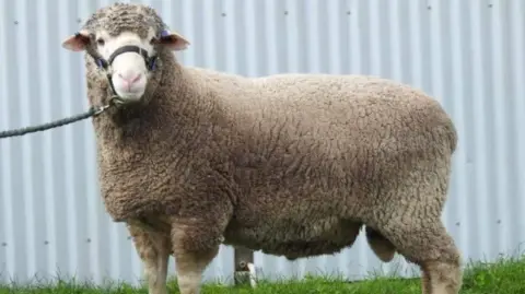 Arloesi Gwynedd Wledig Merino ram