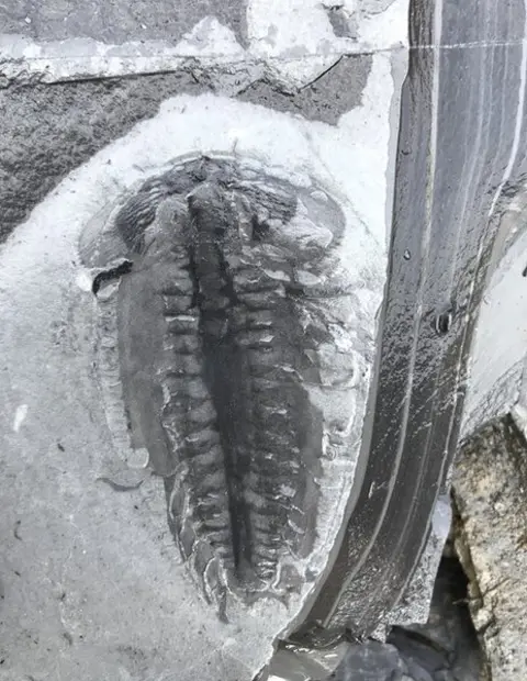 Robert Gaines A Naraoiid fossil at the site