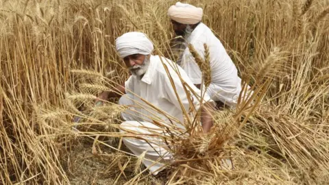 Getty Images Farmers harvest wheat crop on the outskirts of Amritsar, India.