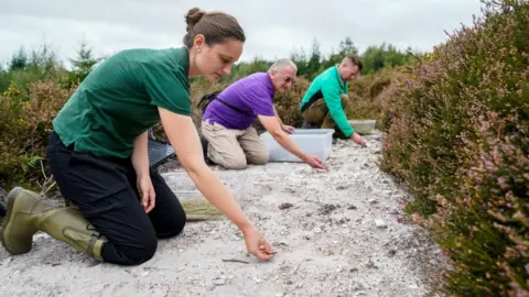 Marwell Wildlife Sand lizards being released at Puddletown Forest