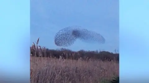 Murmuration of starlings flying over a fen.