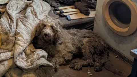 RSPCA Gracie found in a bedroom in the property. She is laying on the floor and her fur is incredibly matted. 