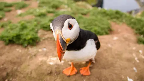 Getty Images A puffin on Skomer looking at the camera