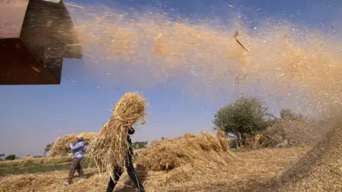 Getty Images Egyptian farmers harvest wheat in Bamha village near al-Ayyat town in Giza province, some 60Km south of the capital on May 17, 2022.