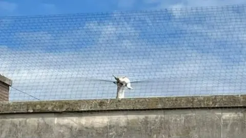 BBC The trapped gull