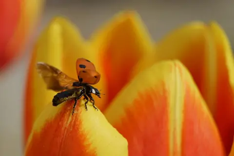 Richard Hughes Ladybird