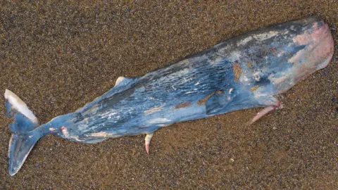 Sperm whale on beach at Weybourne