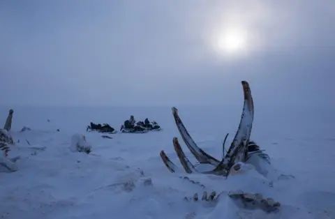 Nicklas Wijkmark Whale skeleton