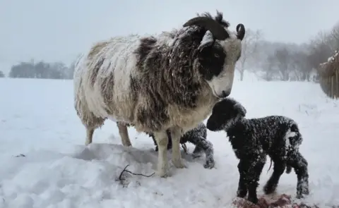 Weather Watcher High Lions Two newborn lambs with their mother in the snow