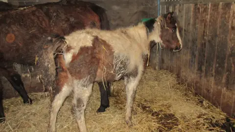 Devon County Council Neglected horse
