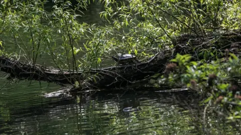 Len Copland The terrapins may have been at Ninesprings for up to 15 years
