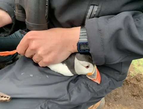 BBC Puffin on the Isle of May
