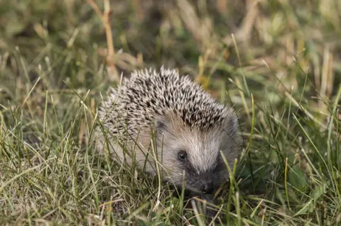 Ola Jennersten/WWF-Sweden Hedgehog in grass