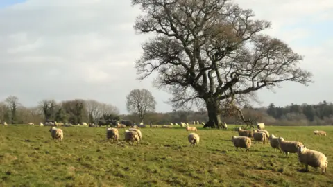 Sheep and trees