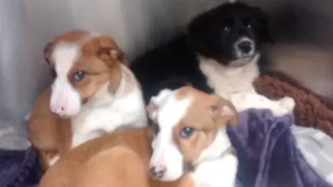 RSPCA The puppies found alive