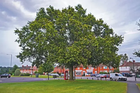 Julian Hight/Woodland Trust/PA Media Addison's oak