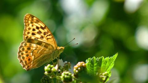 Peneliti ungkap misteri terkait kepakan sayap kupu  kupu  