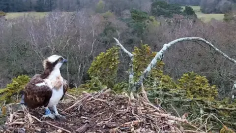 Birds of Poole Harbour Osprey 022