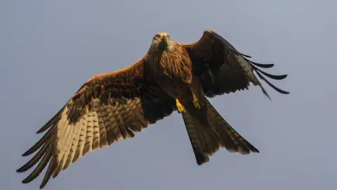 Cliff Kinch Red kite