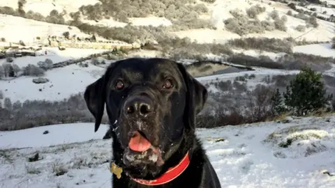 Delroy Parmee 'How much fun am I having?' - Max the black lab in Dare Valley Country Park near Aberdare, Rhondda Cynon Taff