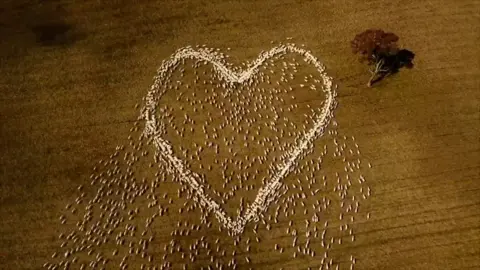 Aerial shot of sheep flock in the shape of a heart