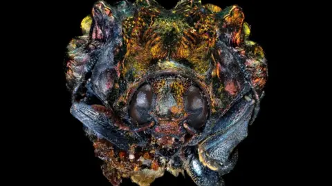 Ed Hall/Leeds Museums and Galleries Leaf beetle