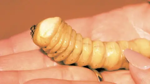 Getty Images Witchetty grub