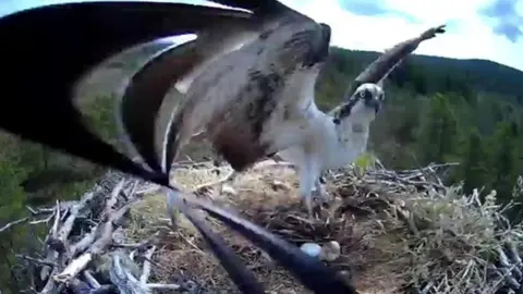 RSPB Scotland Osprey George at EJ's nest