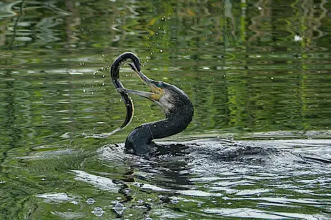 Donald Milne A cormorant in a lake attempts to swallow a large eel