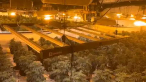 Cannabis plants growing in a warehouse