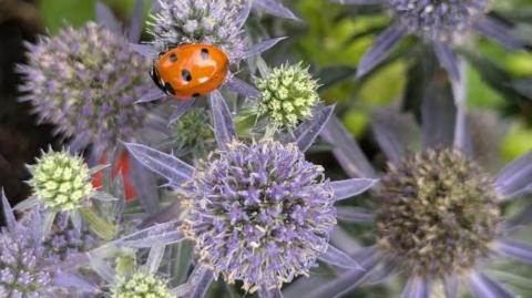 A close-up of a small ladybird resting on a plant that is light purple and spiky 