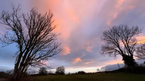 BBC Weather Watchers/Outandabout7 A general view of a field dotted by trees with no leaves on them. The sky above is tinted rose with the evening light reflecting on the sparse clouds.