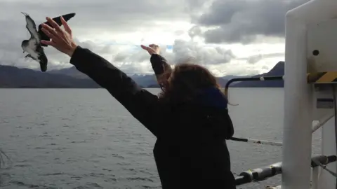 Martyna Syposz Manx shearwater being released from a ferry