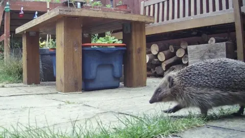 Andrea Finbow Hedgehog walking on a patio