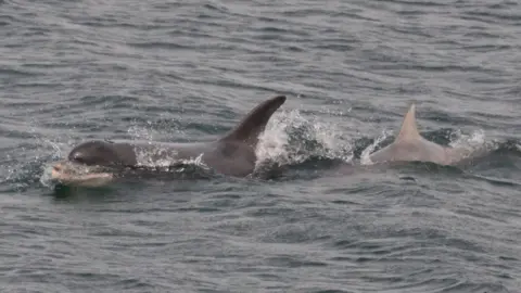 Bryony Manley/Manx Whale and Dolphin Watch Moonlight and Starlight bottlenose dolphin