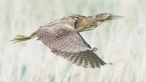 Darryl Spittle Gwent Ornithological Society Adult bittern in flight at Newport Wetlands Nature Reserve.