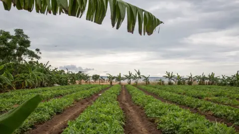 Sala Lewis/World Bank Juma island
