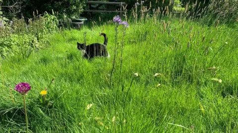 David Fielding A cat walks among long grasses in a garden