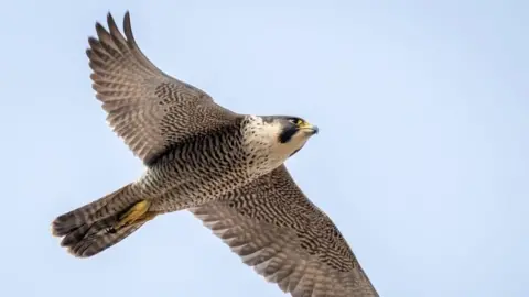 Patrick Wainwright Peregrine Falcon in flight