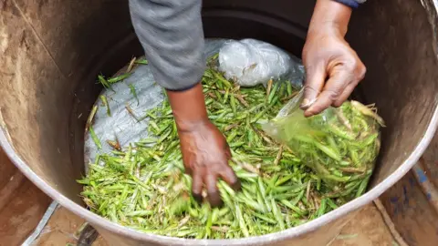 BBC Man grabbing grasshoppers